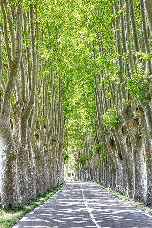 ©Howell_France_Luberon_shady_lane2