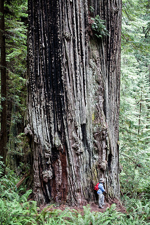©Howell_northern_california_redwood