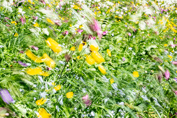 ©Howell_Switzerland_flowers_in_the_wind_13