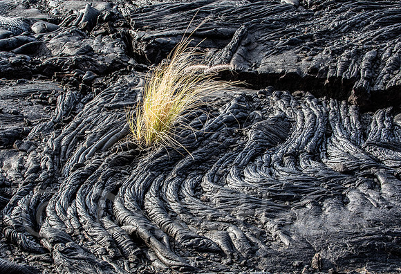 ©Howell_Hawaii_pahoehoe_grass3